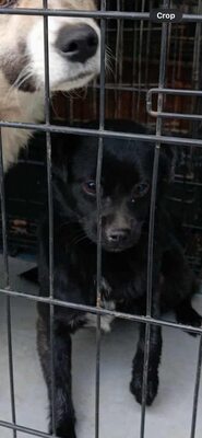 Vega, kleine, zarte Hündin mit traurigen Augen, Mischling - Hündin