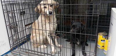 Vega, kleine, zarte Hündin mit traurigen Augen, Mischling - Hündin