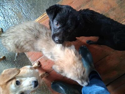 Vega, kleine, zarte Hündin mit traurigen Augen, Mischling - Hündin