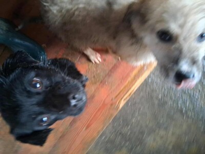 Vega, kleine, zarte Hündin mit traurigen Augen, Mischling - Hündin