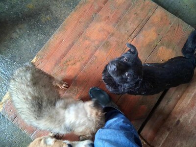 Vega, kleine, zarte Hündin mit traurigen Augen, Mischling - Hündin