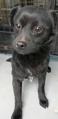 Vega – zarte Hündin mit traurigen Augen, Mischling - Hündin