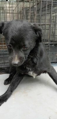 Vega – zarte Hündin mit traurigen Augen, Mischling - Hündin