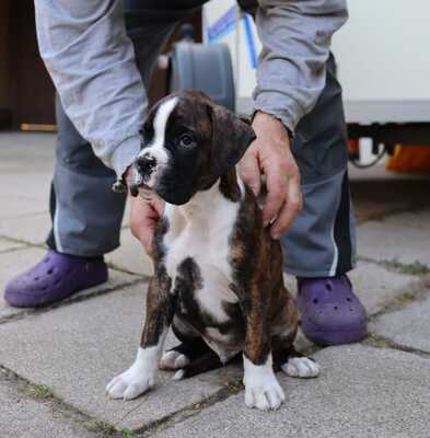 Veit, Boxer Welpen - Rüde