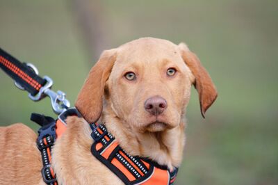Vekni sucht Familie für gemeinsame Abenteuer, Viszla-Mischling Welpen - Rüde
