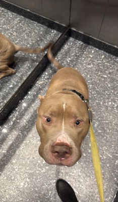 Venom, Am. Bully - Rüde