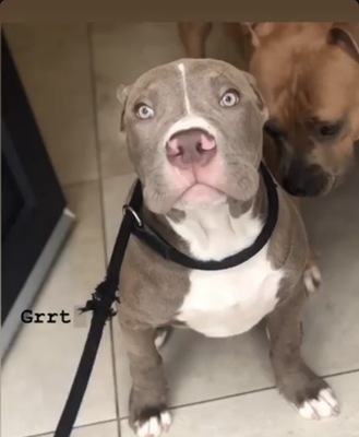 Venom, Am. Bully - Rüde