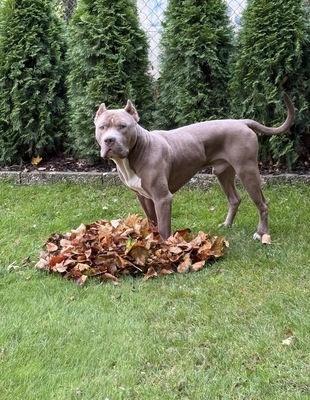 Venom, Am. Bully - Rüde