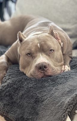 Venom, Am. Bully - Rüde