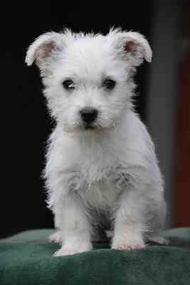 Venom sucht seine Familie, Westhighland-White-Terrier-Mix Welpen - Rüde