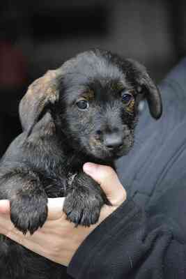 Venti sucht Dosenöffner, Westhighland-White-Terrier-Mix Welpen - Rüde