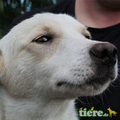 Venus, Mischling Welpen - Hündin