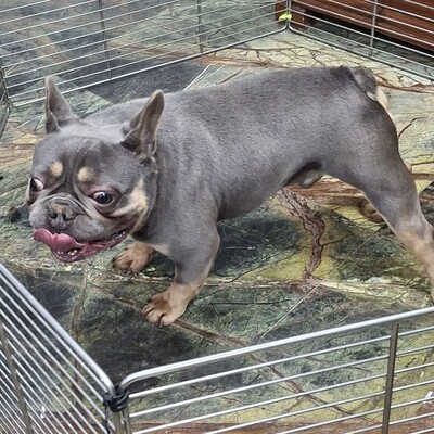 💥Vermittlungshilfe Französische Bulldogge Brendon sucht sein Für-immer-Zuhause 💥, Französische Bulldogge - Rüde