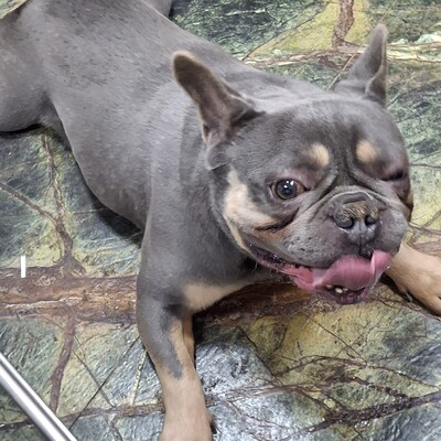 💥Vermittlungshilfe Französische Bulldogge Brendon sucht sein Für-immer-Zuhause 💥, Französische Bulldogge - Rüde