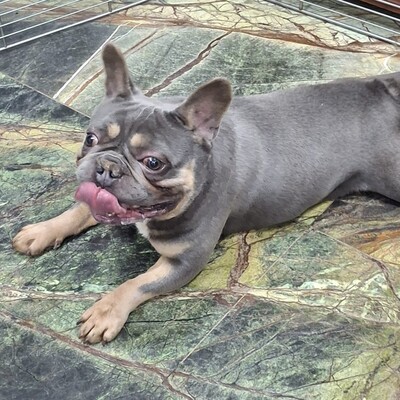 💥Vermittlungshilfe Französische Bulldogge Brendon sucht sein Für-immer-Zuhause 💥, Französische Bulldogge - Rüde