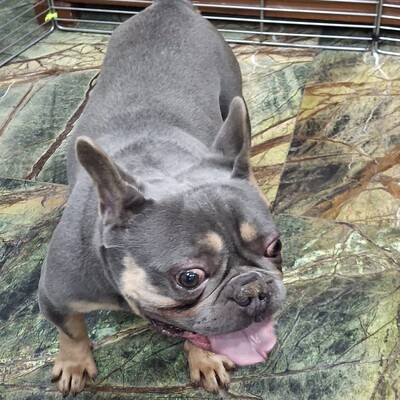 💥Vermittlungshilfe Französische Bulldogge Brendon sucht sein Für-immer-Zuhause 💥, Französische Bulldogge - Rüde