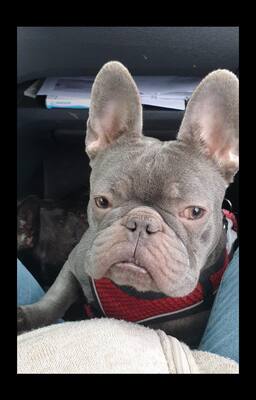 😍 Vermittlungshilfe!! Hermine, Weibchen 2 Jahre Franz. Bulldoggen Mix Köln, Franz. Bulldoggen-Mix - Hündin