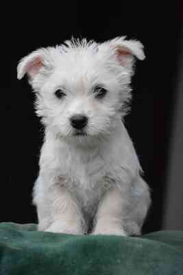 Vespa super süße Rüde sucht..., Westhighland-White-Terrier-Mix Welpen - Rüde