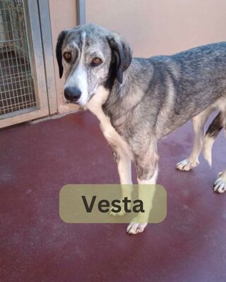 Vesta, Mischling - Hündin