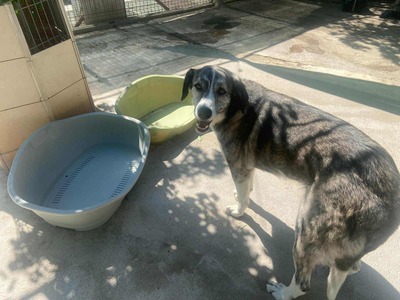 Vesta, Mischling - Hündin