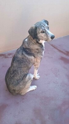 Vesta, Mischling - Hündin