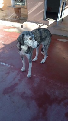 Vesta, Mischling - Hündin