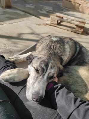 Vesta, Mischling - Hündin