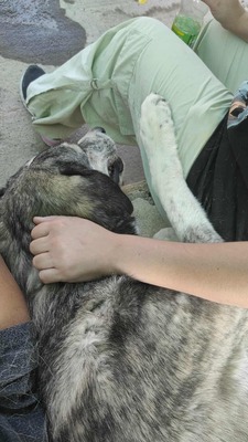 Vesta, Mischling - Hündin