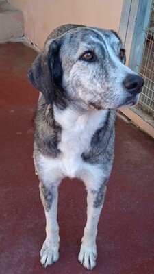 Vesta, Mischling - Hündin