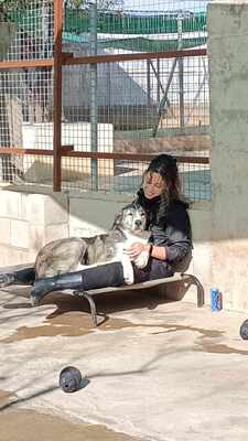 Vesta, Mischling - Hündin