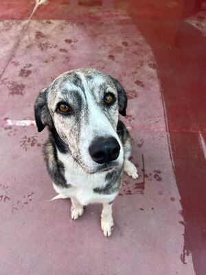 Vesta, Mischling - Hündin