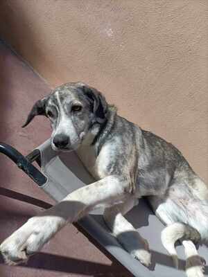 Vesta, Mischling - Hündin