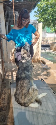 Vesta, Mischling - Hündin