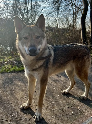 Vesuv Tsch. Wolfshund sucht dringend ein Zuhause, Tschechoslowakischer Wolfhund - Rüde