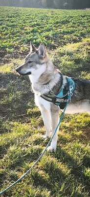 Vesuv Tsch. Wolfshund sucht dringend ein Zuhause, Tschechoslowakischer Wolfhund - Rüde