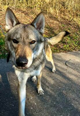 Vesuv junger Tsch. Wolfshund sucht geeignetes Zuhause