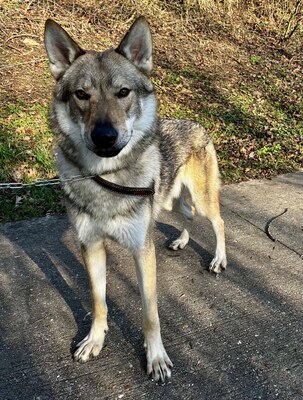 Vesuv junger Tsch. Wolfshund sucht geeignetes Zuhause, Tschechoslowakischer Wolfhund - Rüde