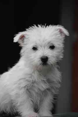Vic sucht ihre Menschen..., Westhighland-White-Terrier-Mix Welpen - Hündin