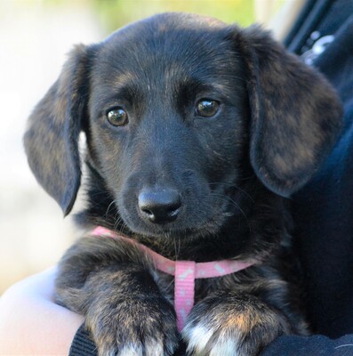 Vica, Welpen - Hündin