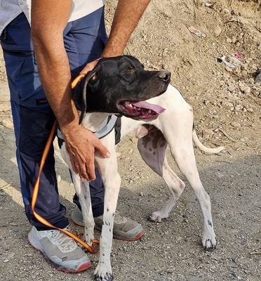 Vicente, Pointer - Mix - Rüde