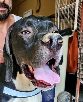 Vicente, Pointer - Mix - Rüde