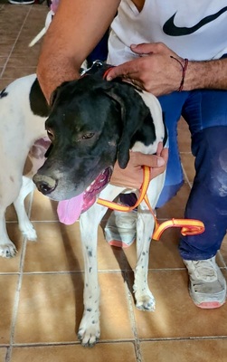 Vicente, Pointer - Mix - Rüde