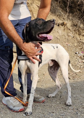 Vicente, Pointer - Mix - Rüde