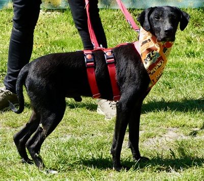 Vicenzo, Mix - Rüde