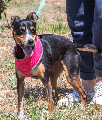 Vicky - bereit für ein neues Kapitel, Mischling - Hündin