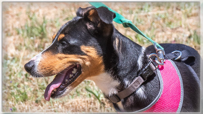 Vicky - bereit für ein neues Kapitel, Mischling - Hündin