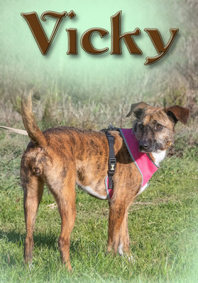 Vicky – eine tolle Gefährtin, Mischling - Hündin