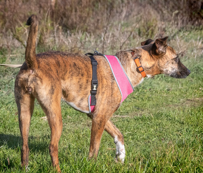 Vicky – eine tolle Gefährtin, Mischling - Hündin