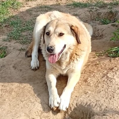Vicky - eine treue, vorsichtige Hündin😇, Collie-Mischling - Hündin
