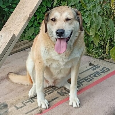 Vicky - eine treue, vorsichtige Hündin😇, Collie-Mischling - Hündin